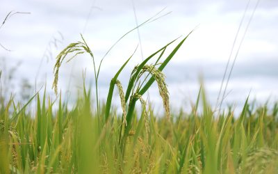 Prospect for China’s Rice Harvest are Positive Despite Flooding and COVID-19