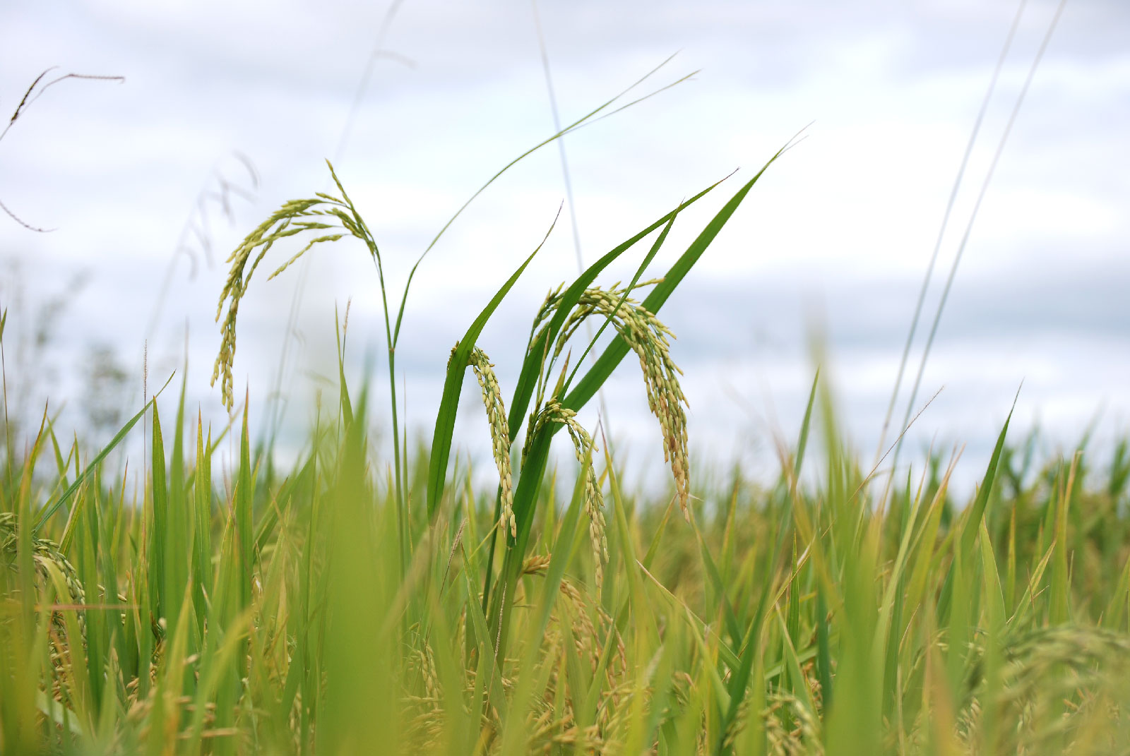 arroz-colorado-concepcion-del-uruguay-febrero-2010-466