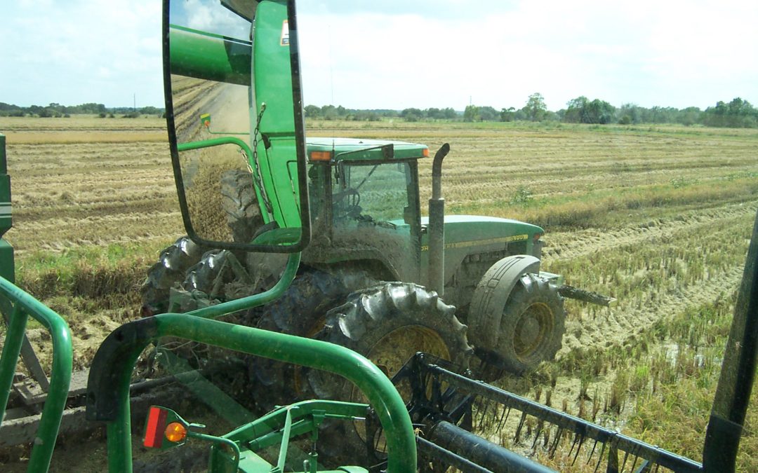 Remember Your Grandfather’s Rice Market?