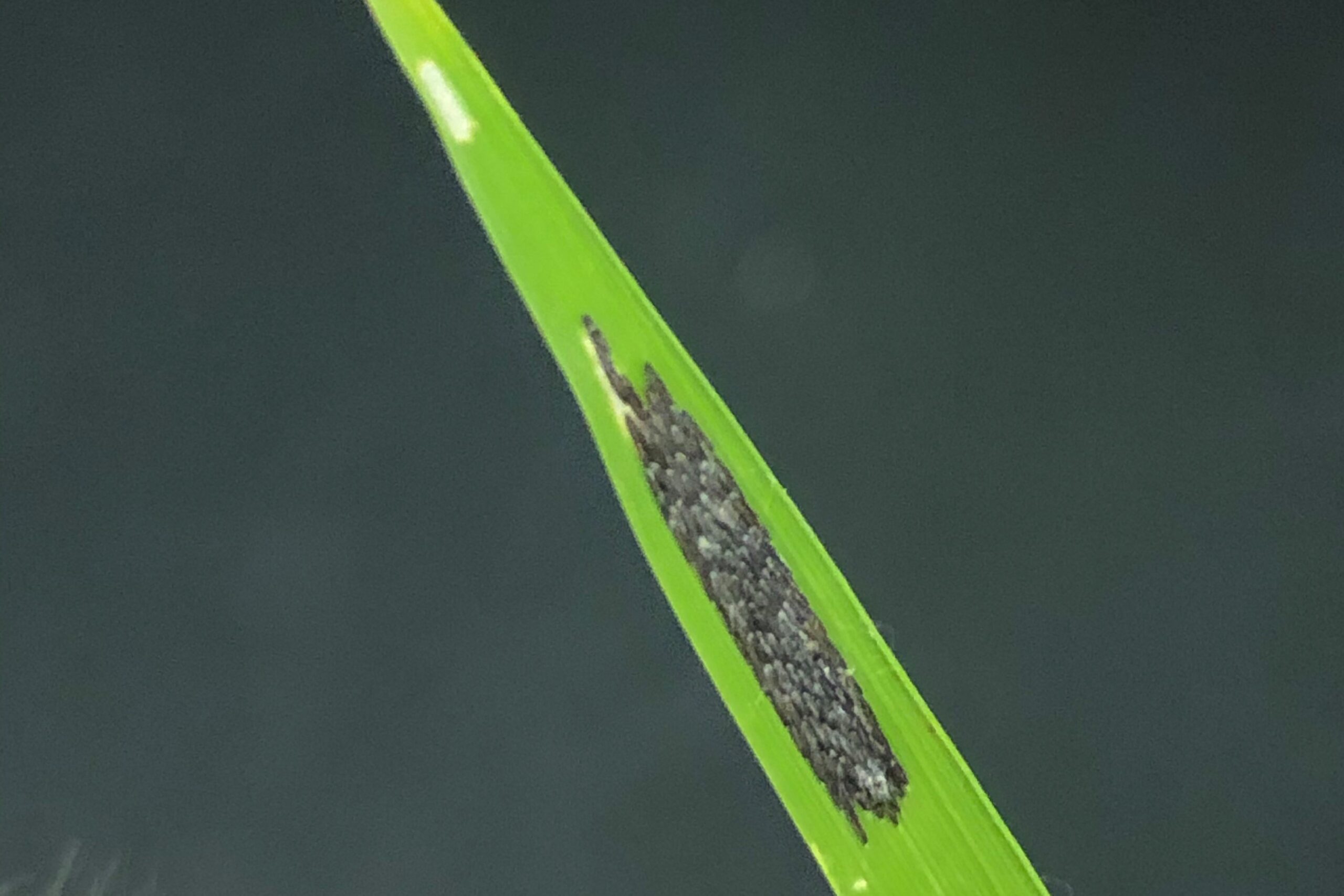 Deerfly-egg-mass-landscape