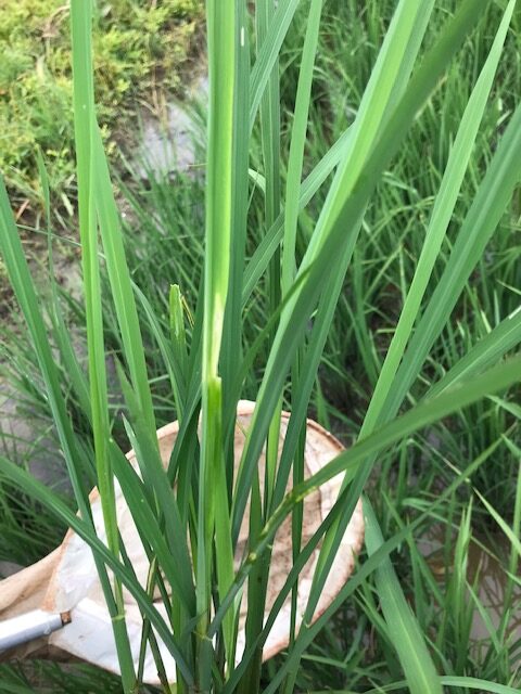 Texas Rice Update