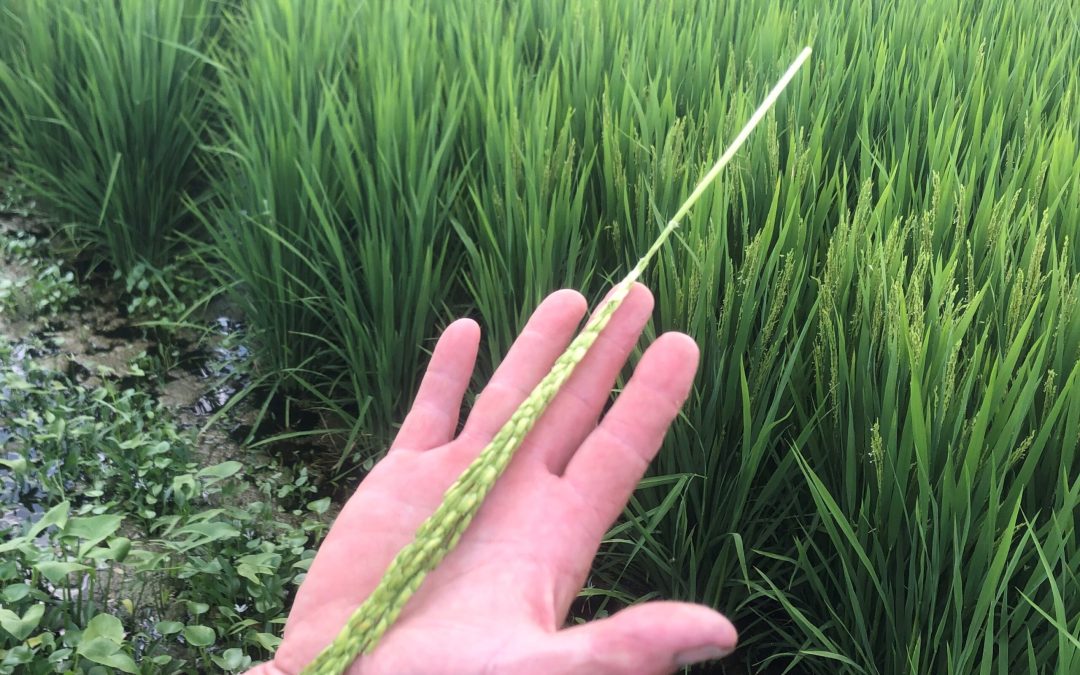 Nutrien Variety DG-263L Set for 2021 Release