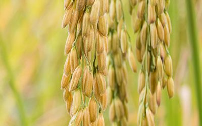 Mexico’s Rice Situation Report – Agri-Food Information Service – SIAP