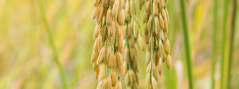 Marker Update-Farmers: High Production Costs Make Selling Decisions Difficult Even When Prices Considered Strong