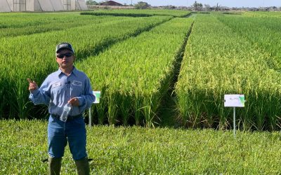 Dyna-Gro Rice Research Field Day Shows Off the Future of U.S. Varieties