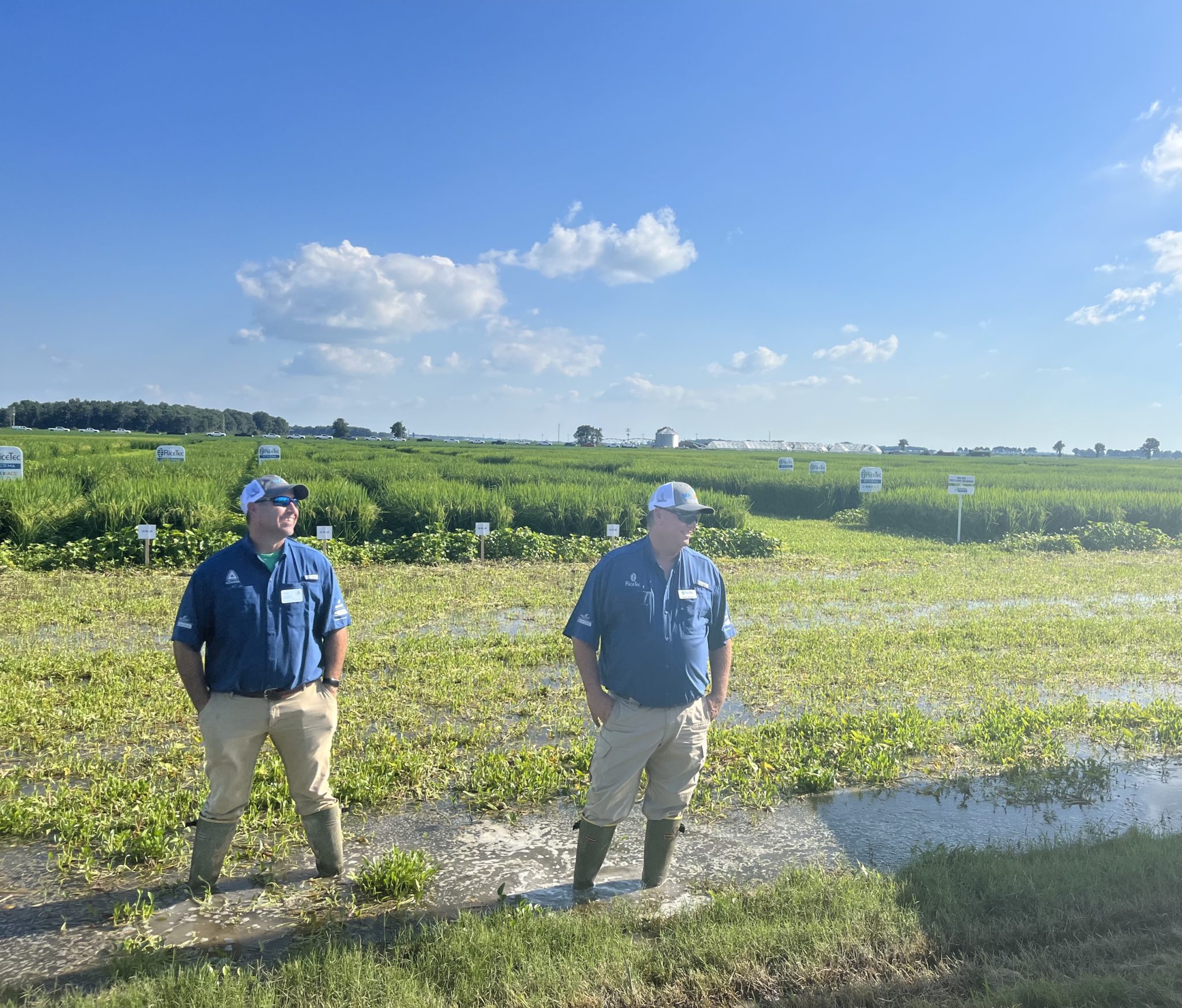 RiceTec Holds Annual Field Day in Harrisburg US Rice Producers Association