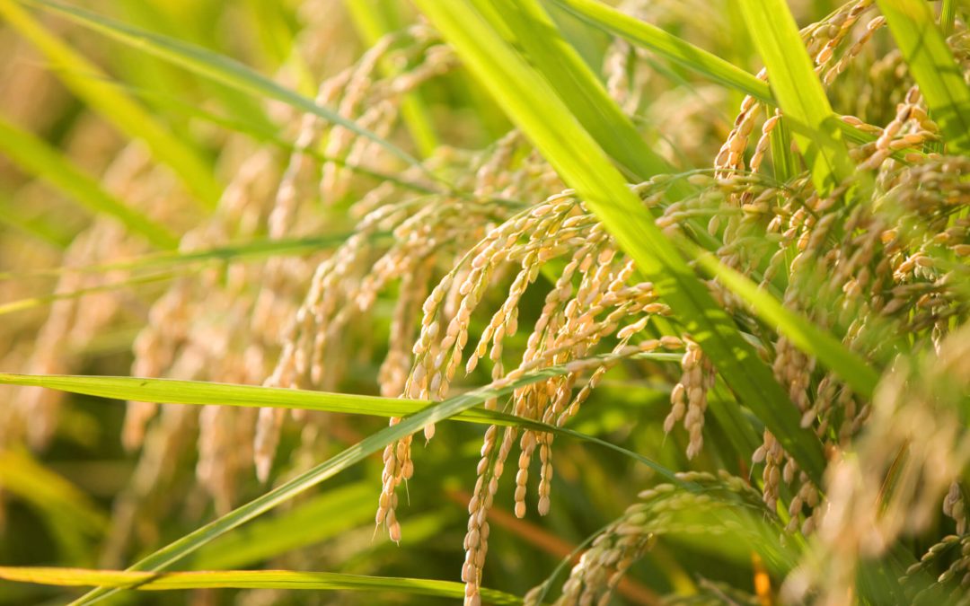 Market Update: Low Prices Contribute to Market Uncertainty