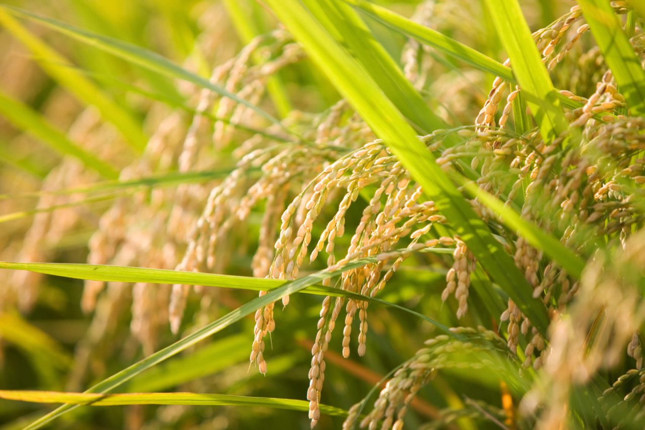 Market Update: Size of 2026 Rice Crop Should Impact Market - US Rice ...