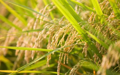 Market Update: Low Prices Contribute to Market Uncertainty