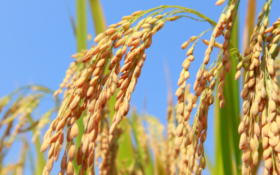 Market Update: Three Weeks Remain for Delta Rice Planting Window