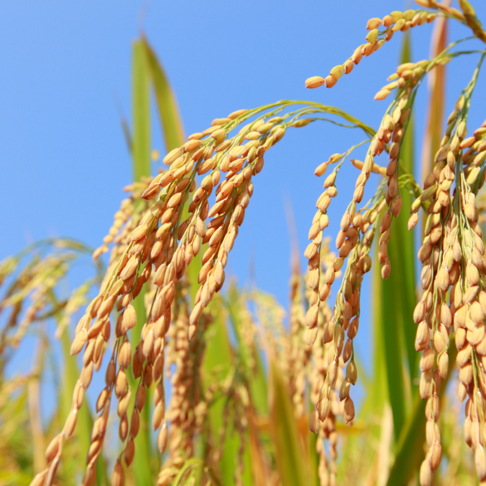 Western Rice Conference 2024 Western Rice Production Conference - US Rice Producers