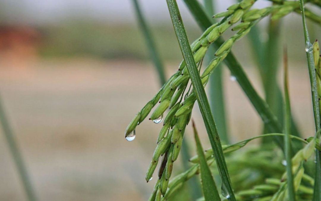 Market Update: USDA Report Suggests U.S. Rice Market to Remain Firm