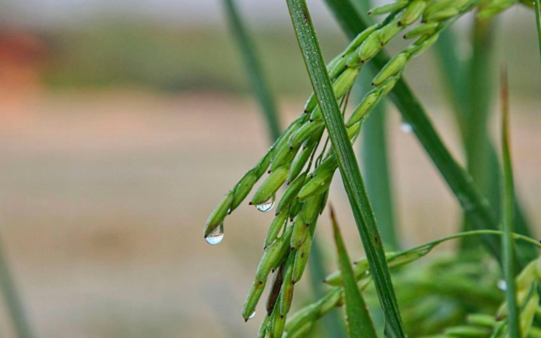 Market Update: U.S. Rice Crop Off to Good Start