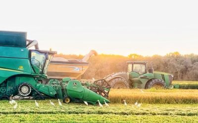 US Rice Producers Association Statement on Assistance to Agricultural Producers