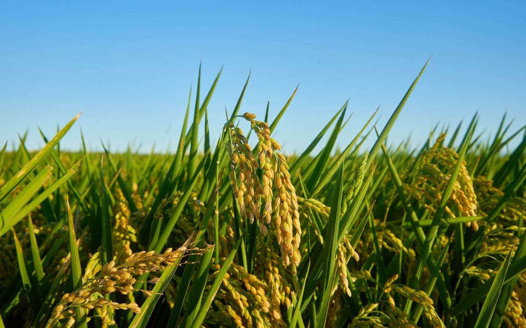 Landscaping Methods prevent Water Problems.