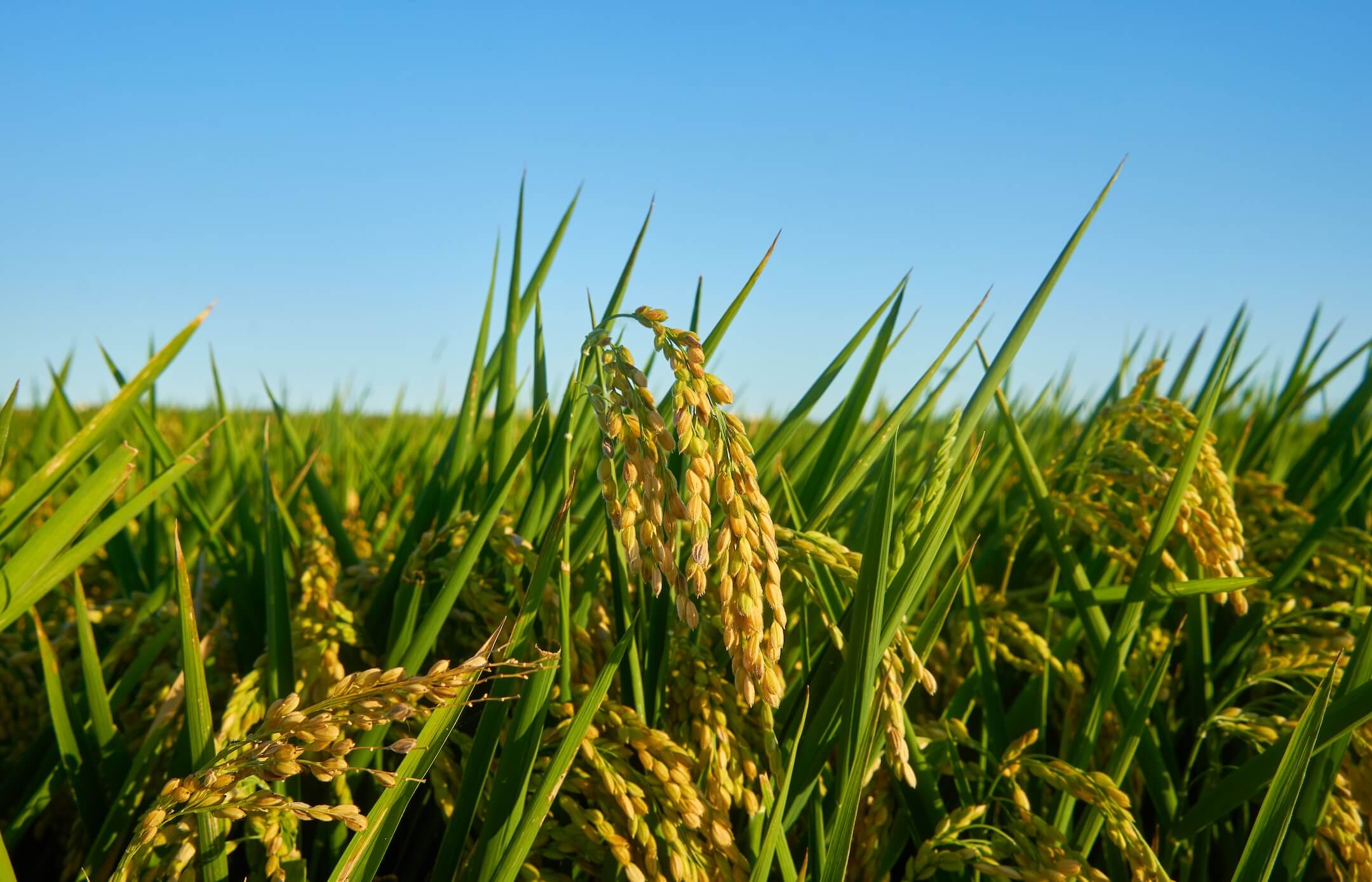 a-large-green-rice-field-with-green-rice-plants-in-2025-03-05-03-14-33-utc (1)